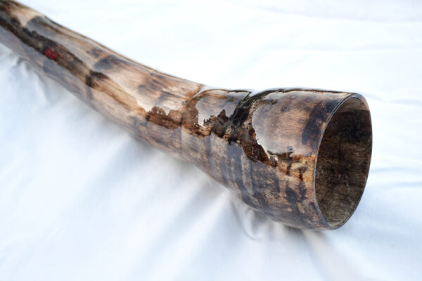 Didgeridoo #653  Key: F - Image 4